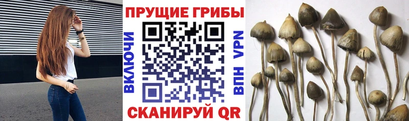 Галлюциногенные грибы Magic Shrooms  Могоча 
